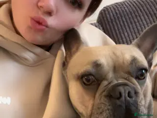 French Bulldog dogs french ball dog - Advert 2