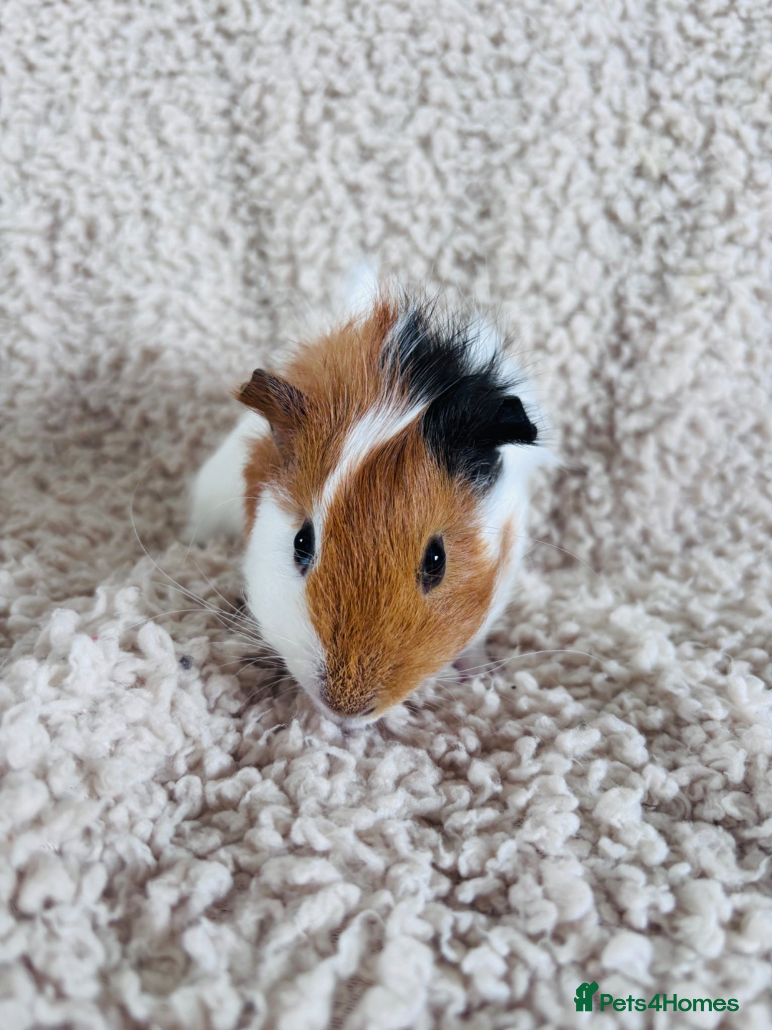Guinea Pig rodents for sale: One Female Guinea pig  in Mansfield - Advert 3