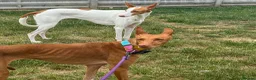 Ibizan Hound dogs for adoption: Cati a lovely calm girl who loves other dogs  - Advert 13