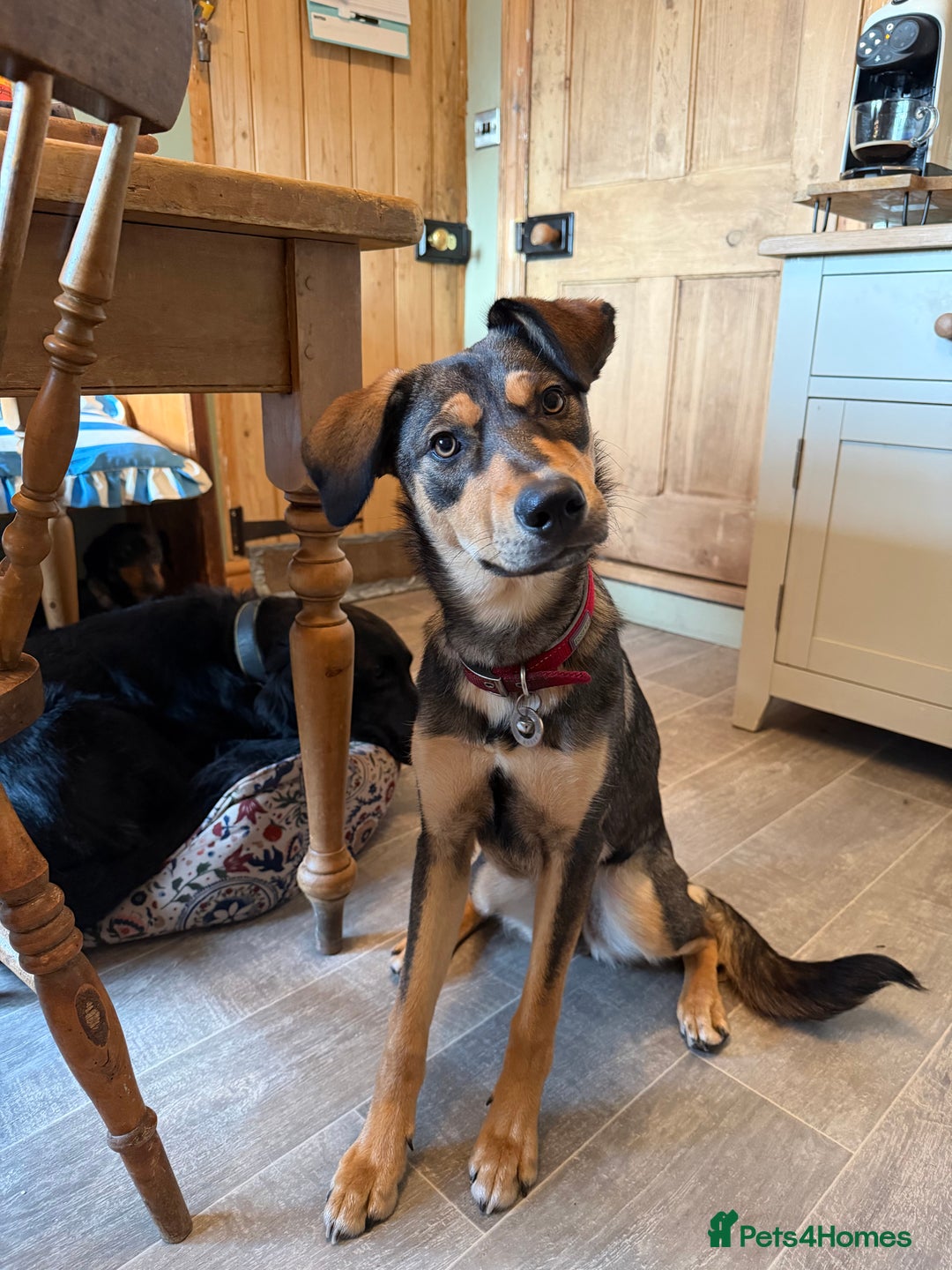 Huntaway dogs for sale: Huntaway  - Advert 4