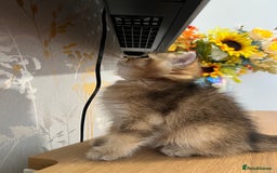 Scottish Fold cats for sale: One Adorable Scottish Fold Kitten ready for a home in Gravesend - Image 2