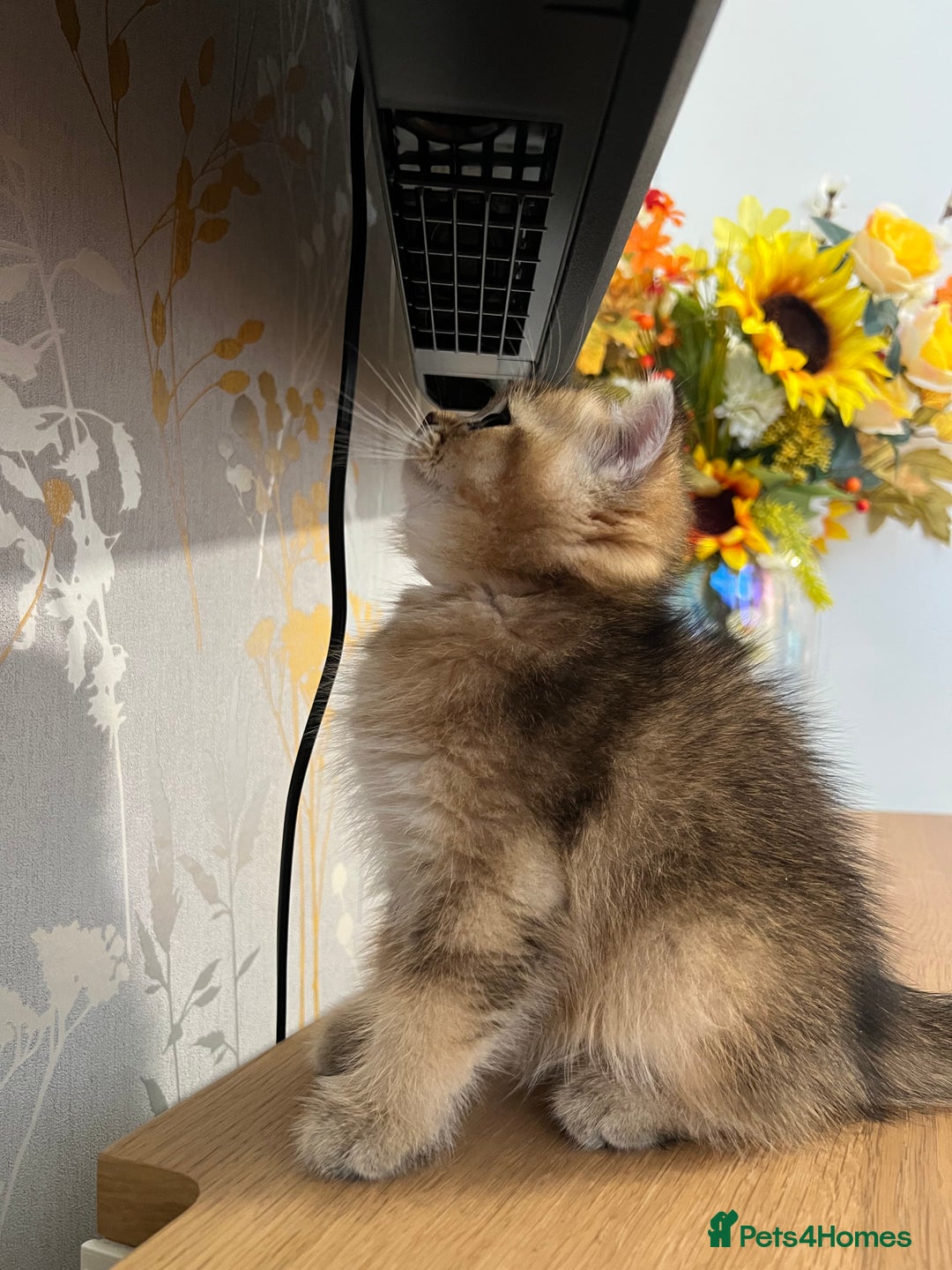 Scottish Fold cats for sale: One Adorable Scottish Fold Kitten ready for a home in Gravesend - Image 2