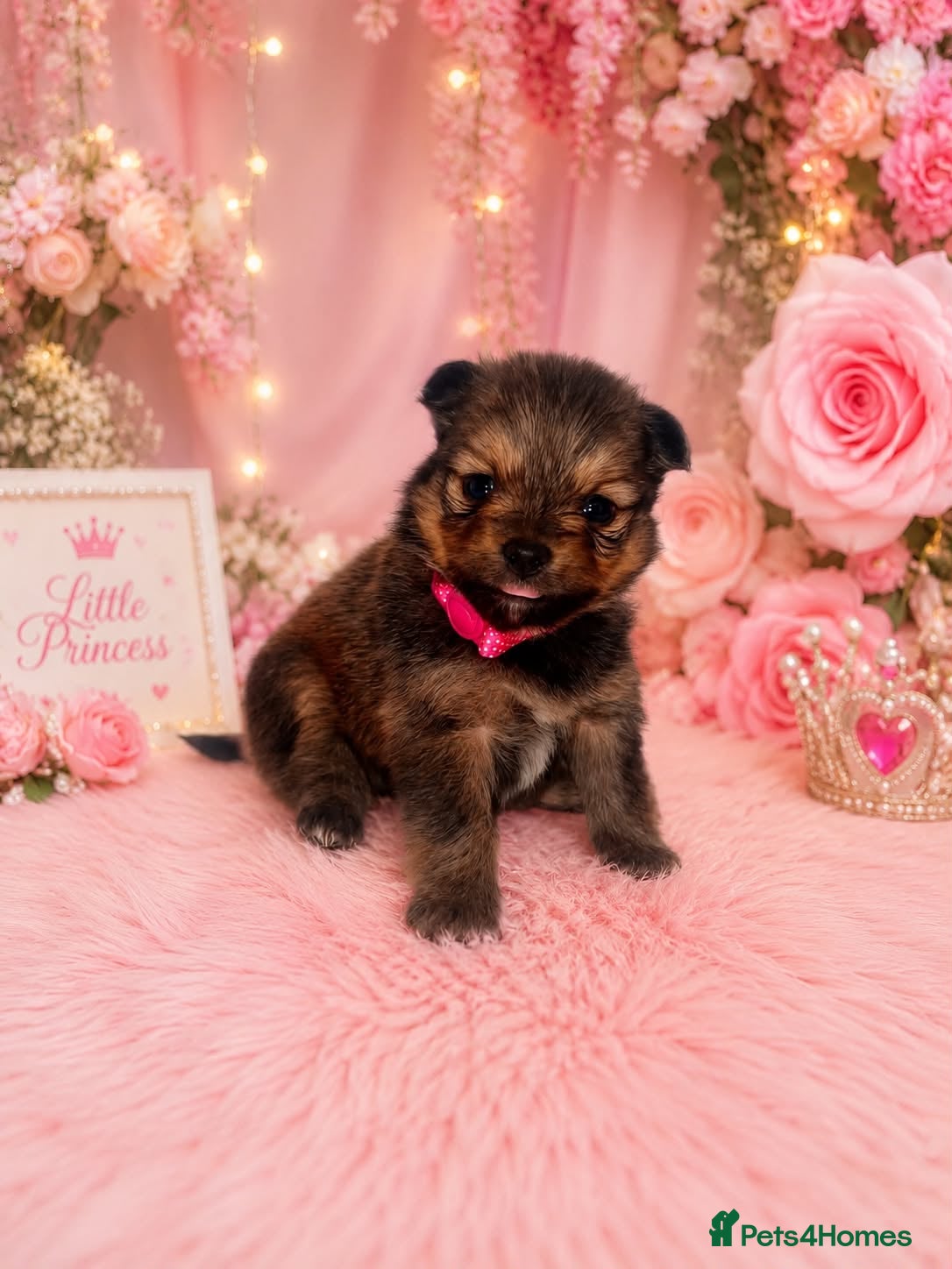 Pomeranian dogs Beautiful  Pomeranian baby’s  - Advert 3