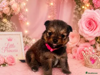 Pomeranian dogs Beautiful Pomeranian baby’s - Advert 3