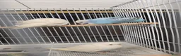 Budgerigars birds for sale: Budgies  - Advert 3
