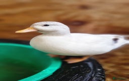 Ducks poultry for sale: Call ducklings unsexed - Image 5
