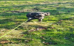 Mixed Breed dogs for sale: Lab cross for sale  - Image 4