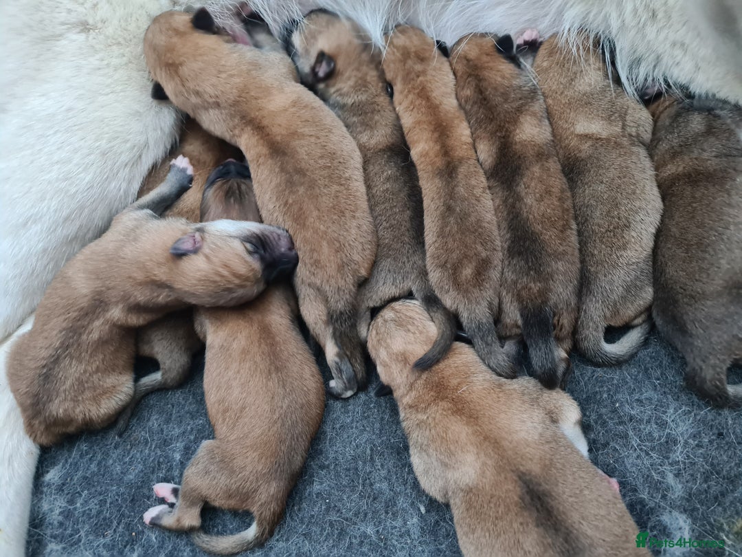 Mixed Breed dogs for sale: Czech Wolfdog × Akita/Malamute Puppies - Image 1