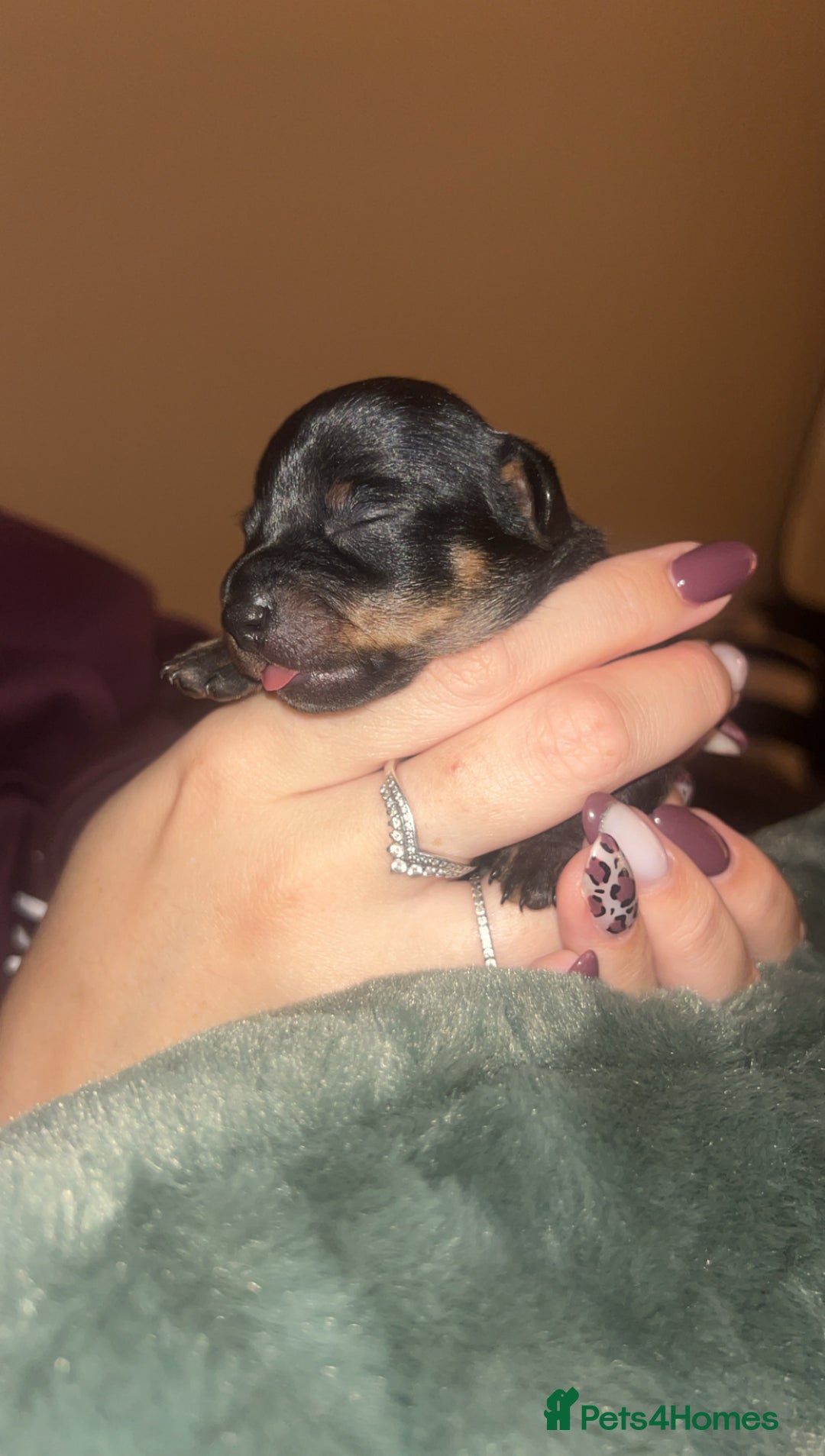 Chiweenie dogs for sale: 3 Gorgeous Girls & 2 Beautiful Boys  - Advert 5