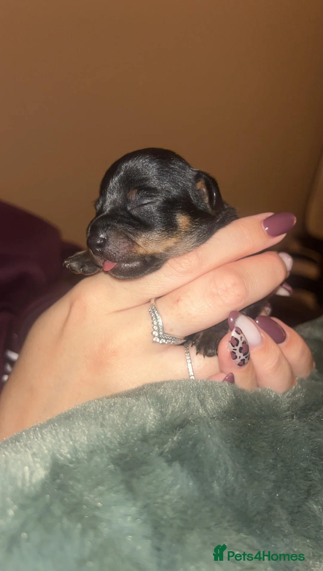 Chiweenie dogs for sale: Miniature Dachshund x Chihuahua  - Advert 24