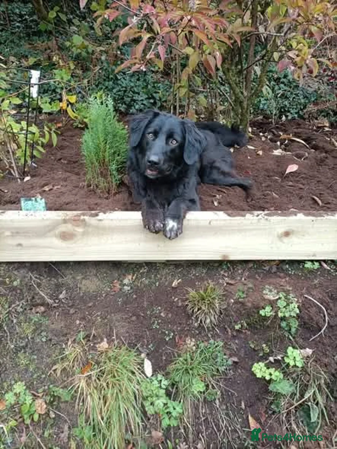 Mixed Breed dogs for adoption: Meet Merlin, currently residing in Powys in Caersws - Advert 6