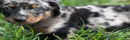 Beauceron dogs for sale: 🌟Merdelaine Beaucerons🌟extensively tested litter - Advert 2