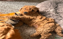 Cockapoo dogs for sale: Female Red Cockapoo Puppies  - Image 2