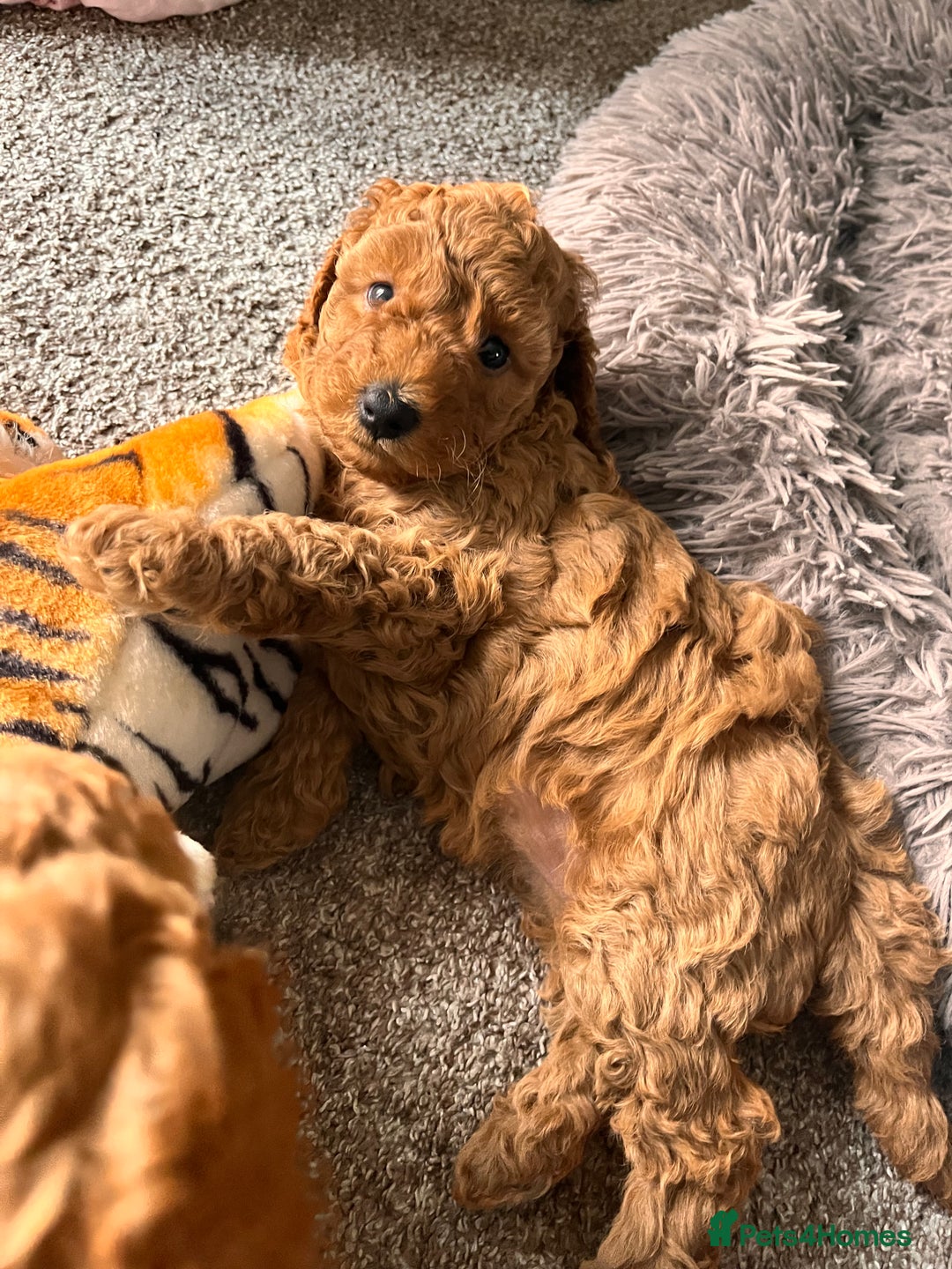 Cockapoo dogs for sale: Female Red Cockapoo Puppies  - Image 2