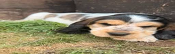 Cocker Spaniel dogs for sale: Outstanding KC Show cocker spaniel puppies - Advert 24