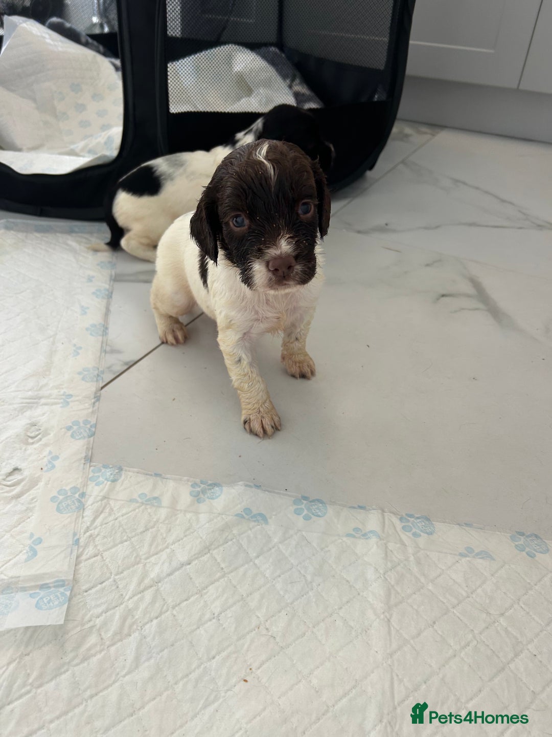 English Springer Spaniel dogs for sale: KC registered Springer spaniels puppies  - Image 33