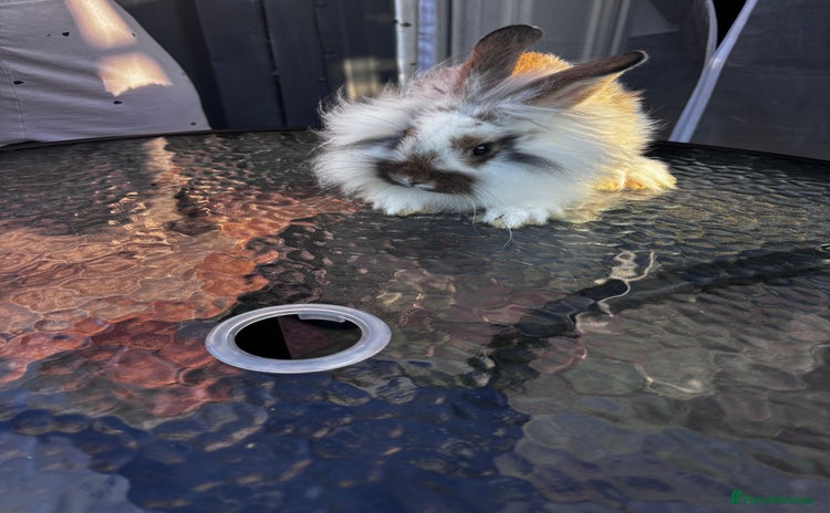 Lionhead rabbits - Advert 7