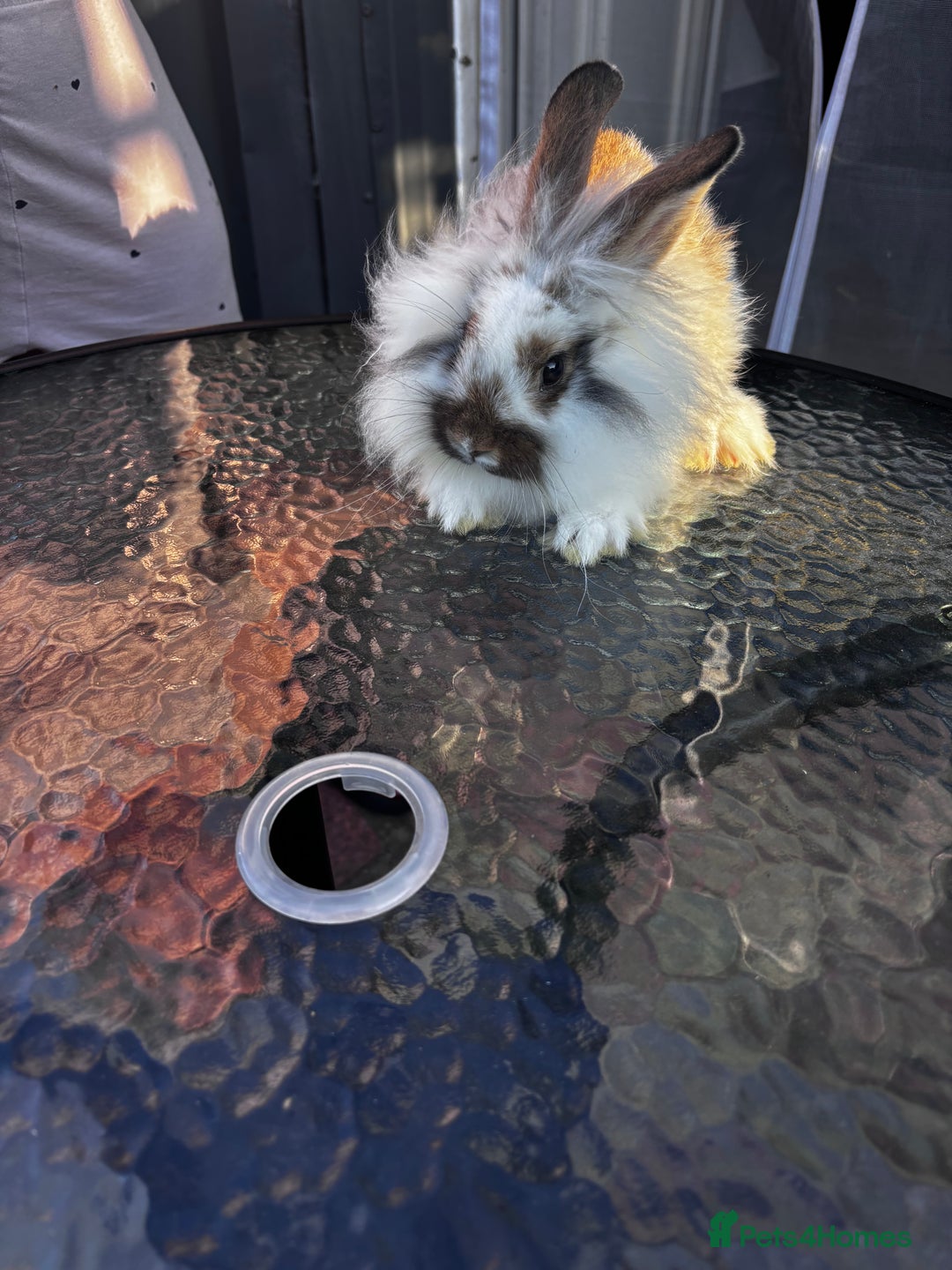 Lionhead rabbits for sale: Lionhead rabbits  - Image 1