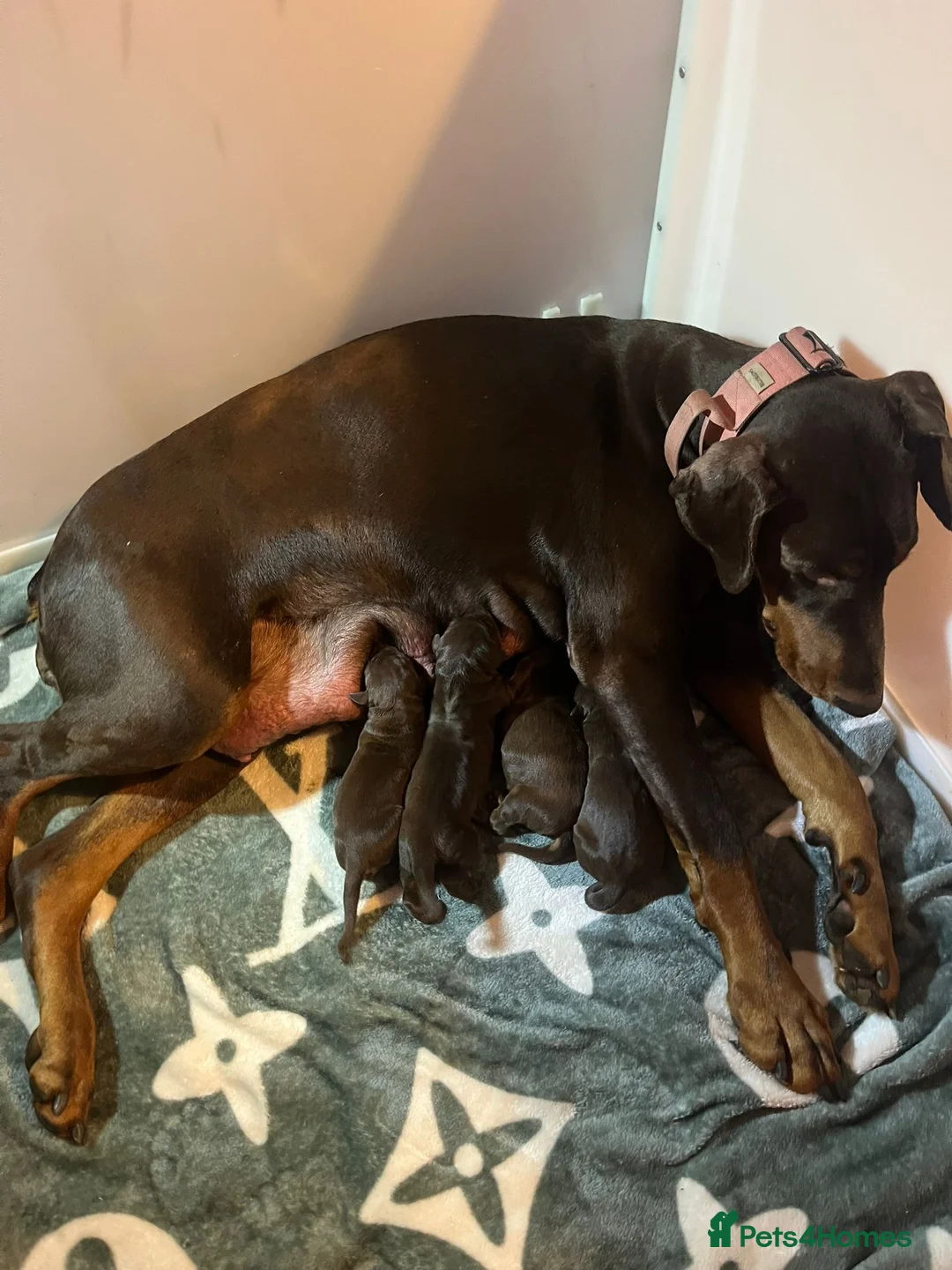 Dobermann dogs for stud: Proven Euro Doberman Stud in London - Advert 7