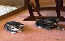 British Shorthair cats for sale: Kittens for sale - Image 2