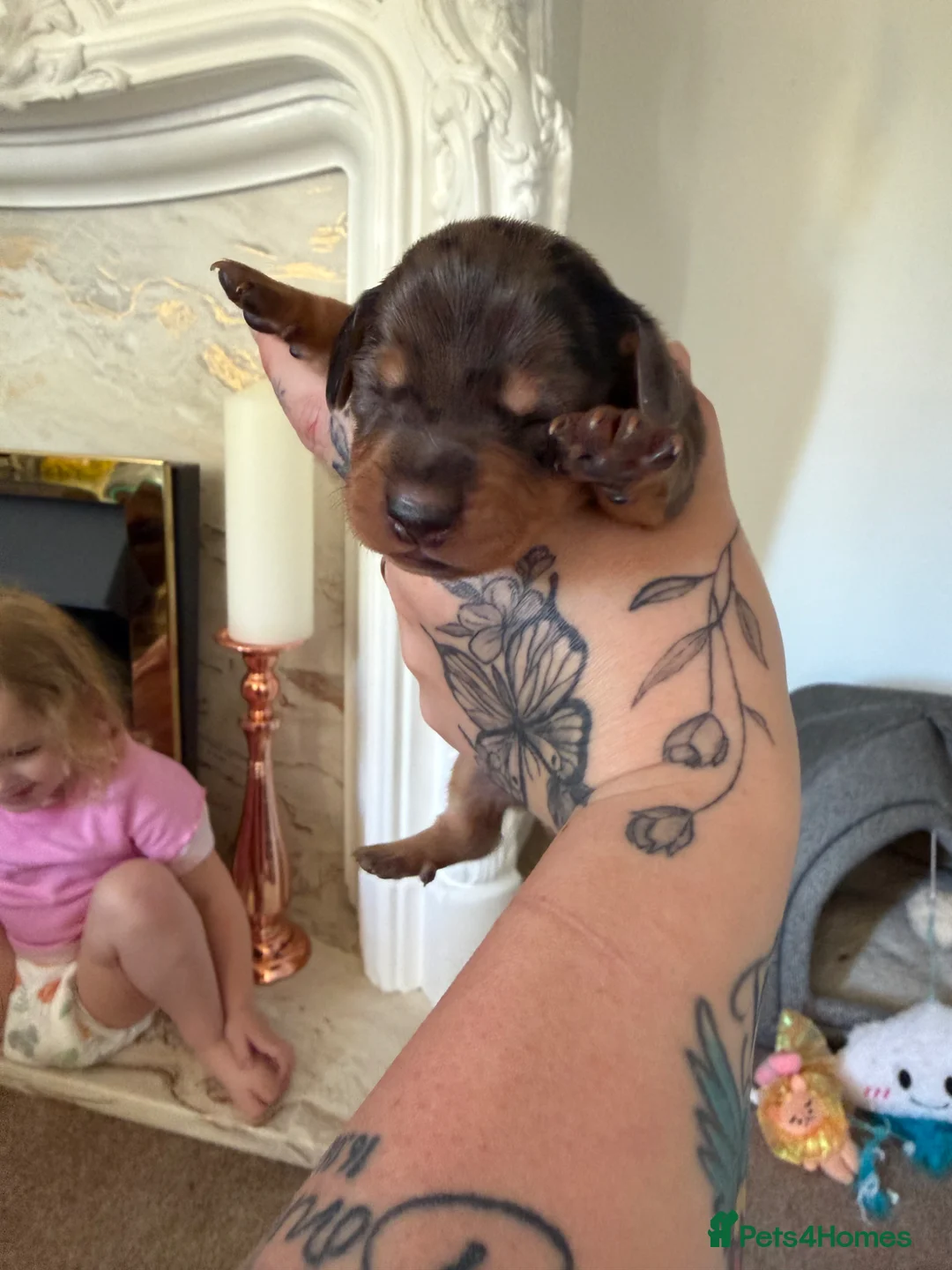 Dachshund dogs for sale: Stunning dachshund babies  - Advert 2