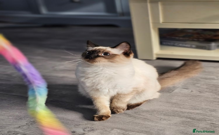 Ragdoll cats - Advert 11