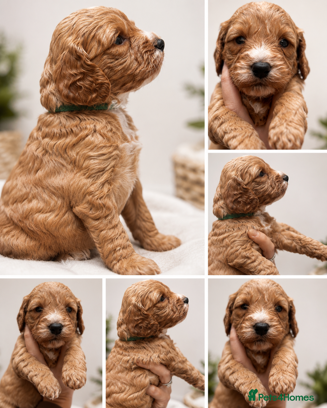 Cockapoo dogs Health Tested , KC Parents – F1 Cockapoos - Advert 2