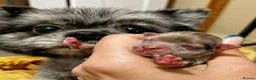 Pomeranian dogs for sale: Beautiful Pomeranian Puppies  - Advert 9