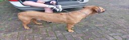 Rhodesian Ridgeback dogs for stud: Rhodesian Ridgeback Stud (Champion Bloodline) in Doncaster - Advert 4