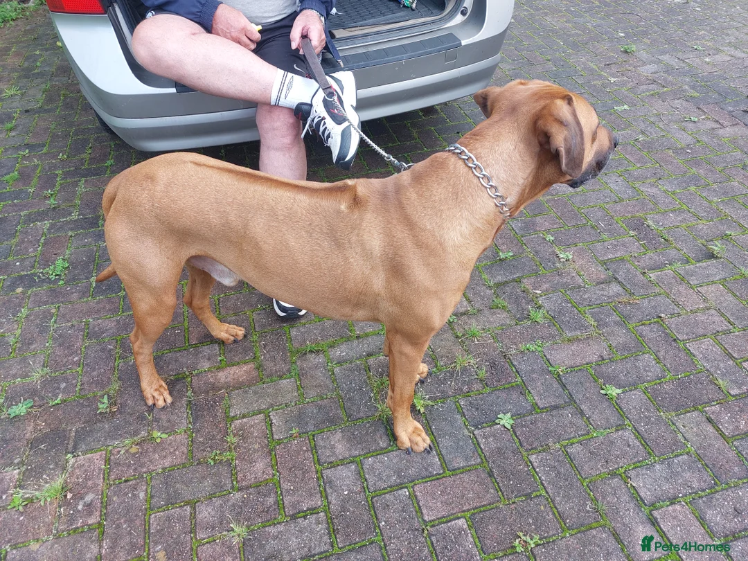 Rhodesian Ridgeback dogs for stud: Rhodesian Ridgeback Stud (Champion Bloodline) in Doncaster - Advert 4