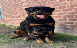 Rottweiler dogs for sale: 14 week old Rottie so beautiful  - Image 4