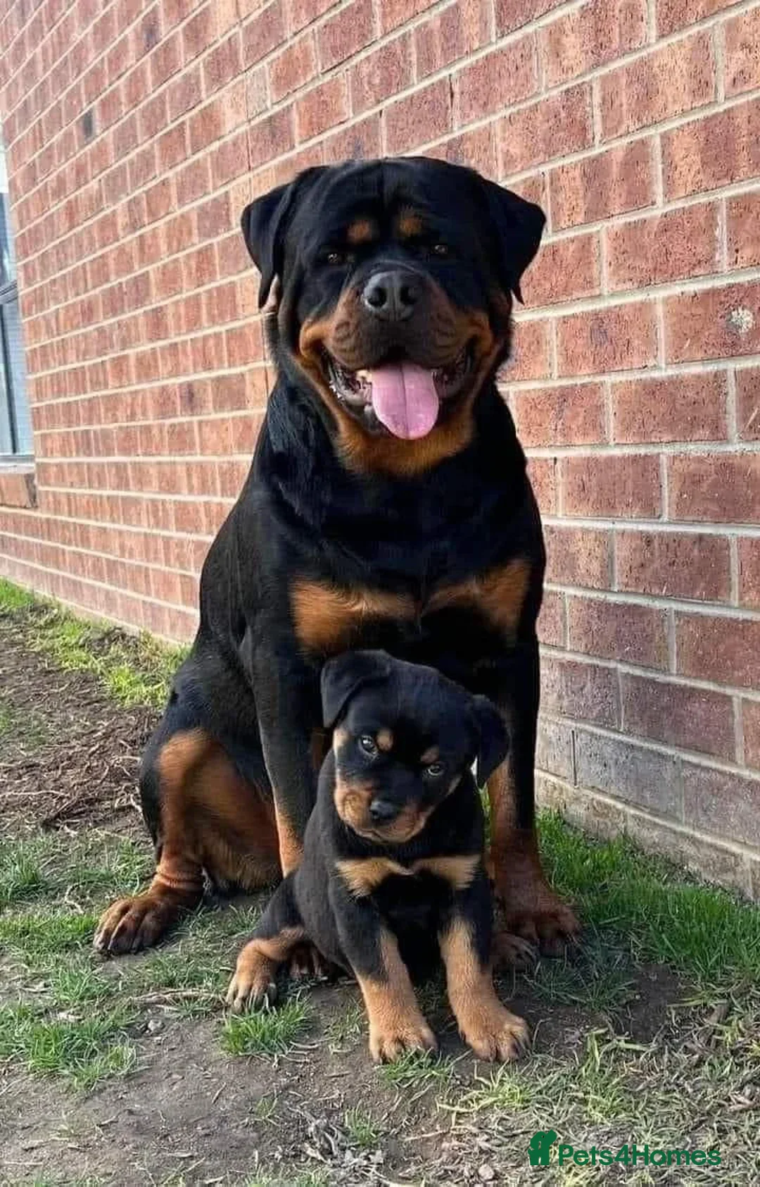 Rottweiler dogs for sale: 14 week old Rottie so beautiful  - Image 4