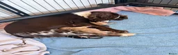 Cocker Spaniel dogs for sale: Cocker spaniel puppies  - Advert 4