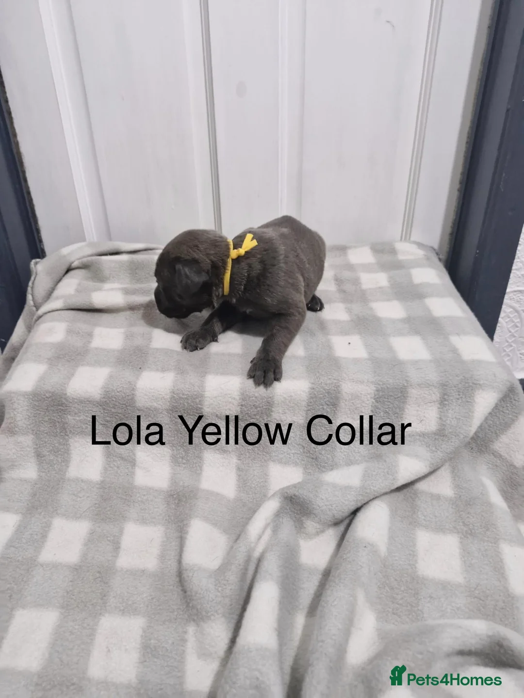 Cane Corso dogs for sale: 10 Adorable Cane Corso Puppies  in Wigan - Advert 7