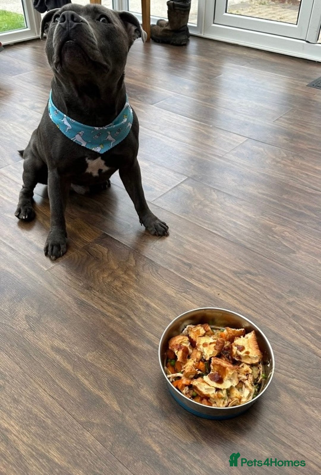 Staffordshire Bull Terrier dogs for sale: 💥READY TO LEAVE NOW 💥 PURE BLUE STAFFS PUPS🩵 in Barnsley - Image 8