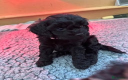 Cavapoo dogs for sale: Gorgeous Rare-Colouring Cavapoo Puppies - Advert 34
