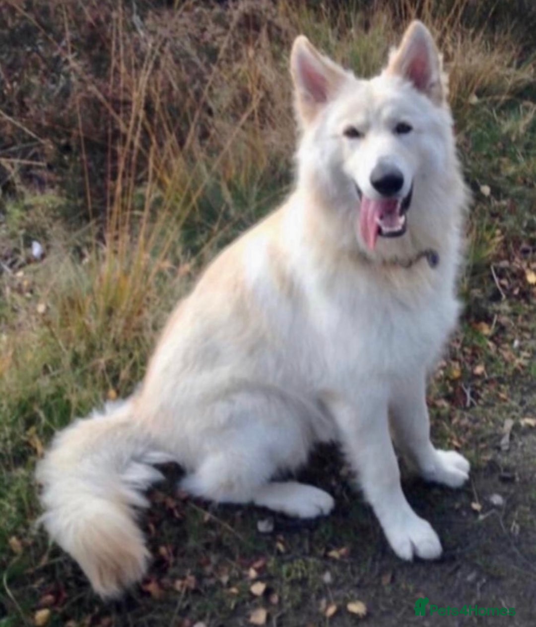 German Shepherd dogs for sale: German Shepherd Puppies - Image 3