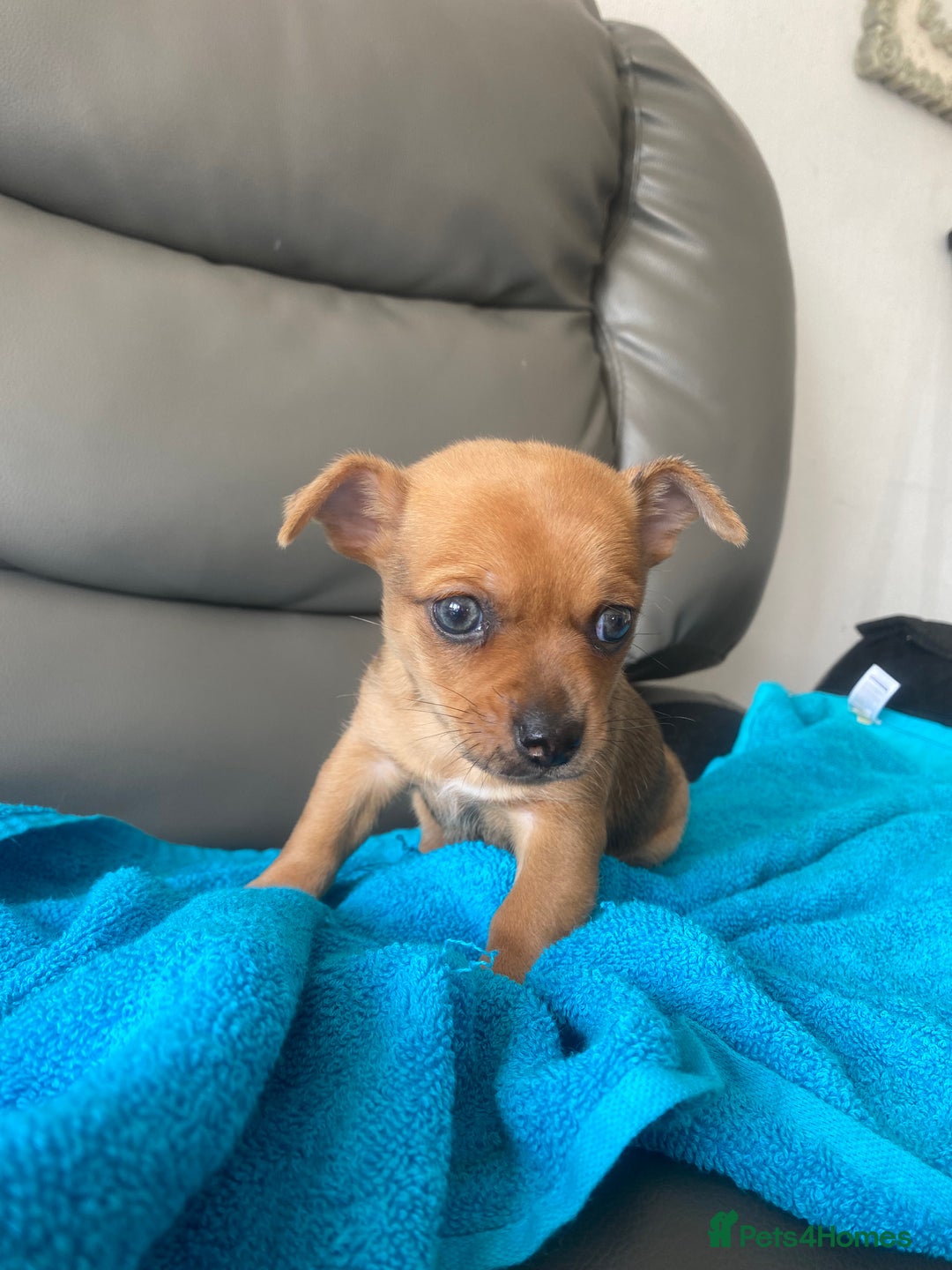 Chihuahua dogs for sale: Chihuahua boy puppy  - Image 1