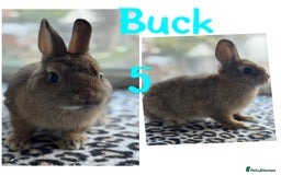Netherland Dwarf rabbits for sale: Pure breed Netherlands male and female  - Image 5