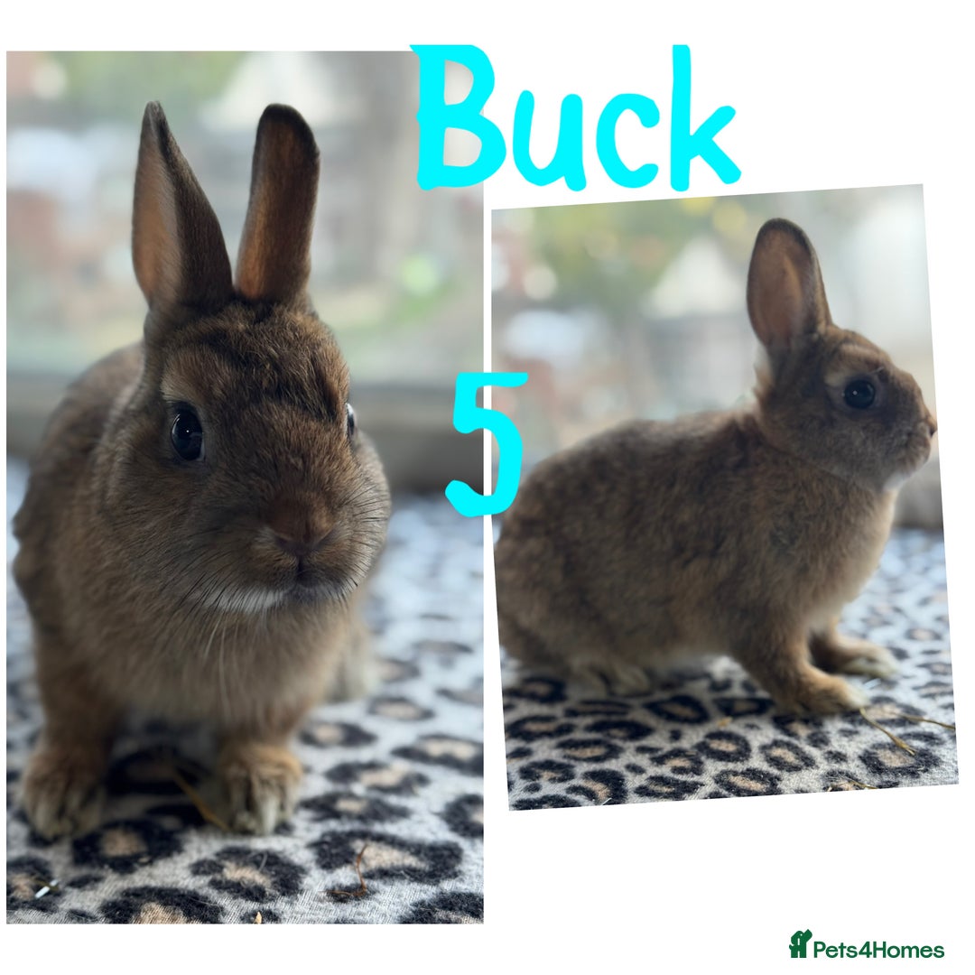 Netherland Dwarf rabbits for sale: Pure breed Netherlands male and female  - Image 5