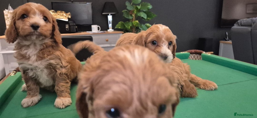 Cockapoo dogs for sale: Cockapoo - Image 12