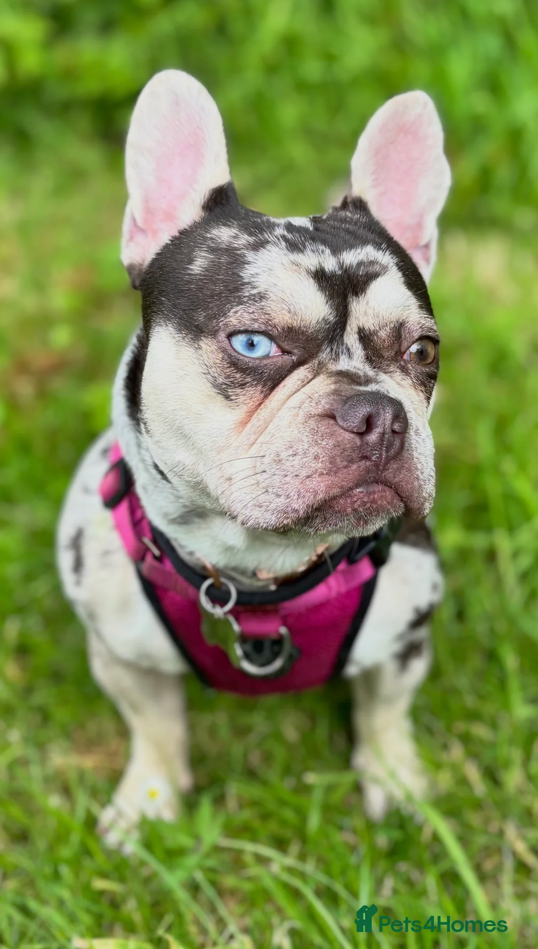 French Bulldog dogs for stud: Stud Wanted for Black & Tan Merle - No Merles in Birmingham - Advert 7