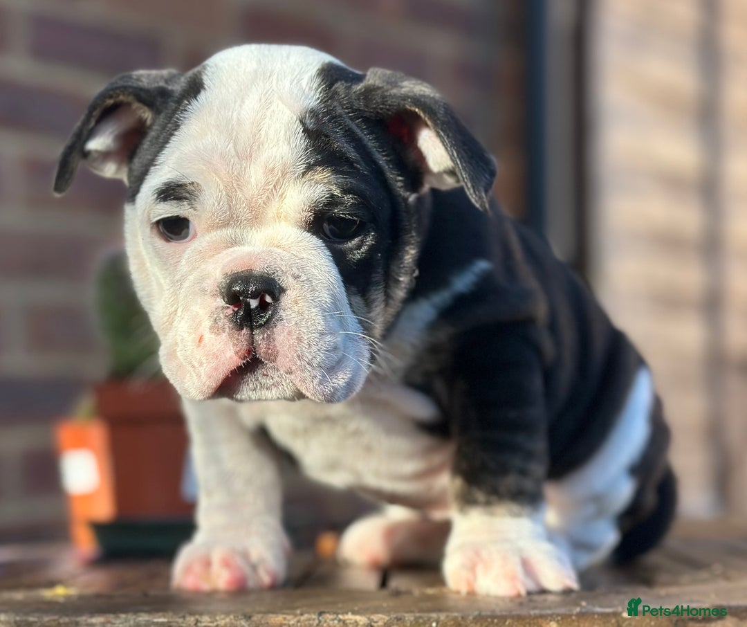 English Bulldog dogs for sale: 🌟Ready Now!🌟 - Advert 37