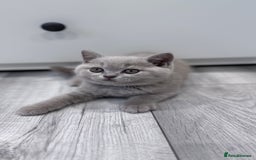 British Shorthair cats for sale: 5 beautiful BSH kittens - Image 15