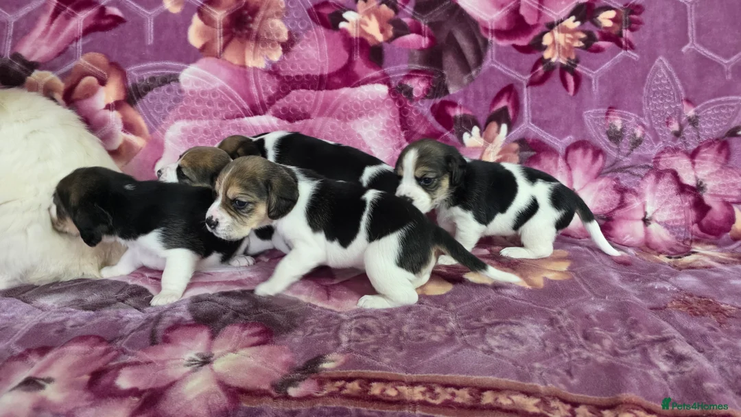 Beagle dogs for sale: Beautiful Beagle puppies looking for loving homes - Advert 9