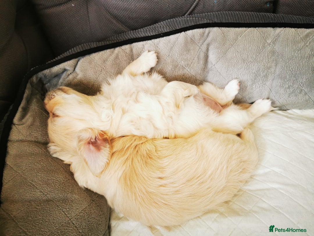 Mixed Breed dogs for sale: Bichon Frisee/Maltese.  - Advert 2