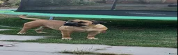 Boerboel dogs for sale: Our beautiful girl Narla in Birmingham - Advert 9