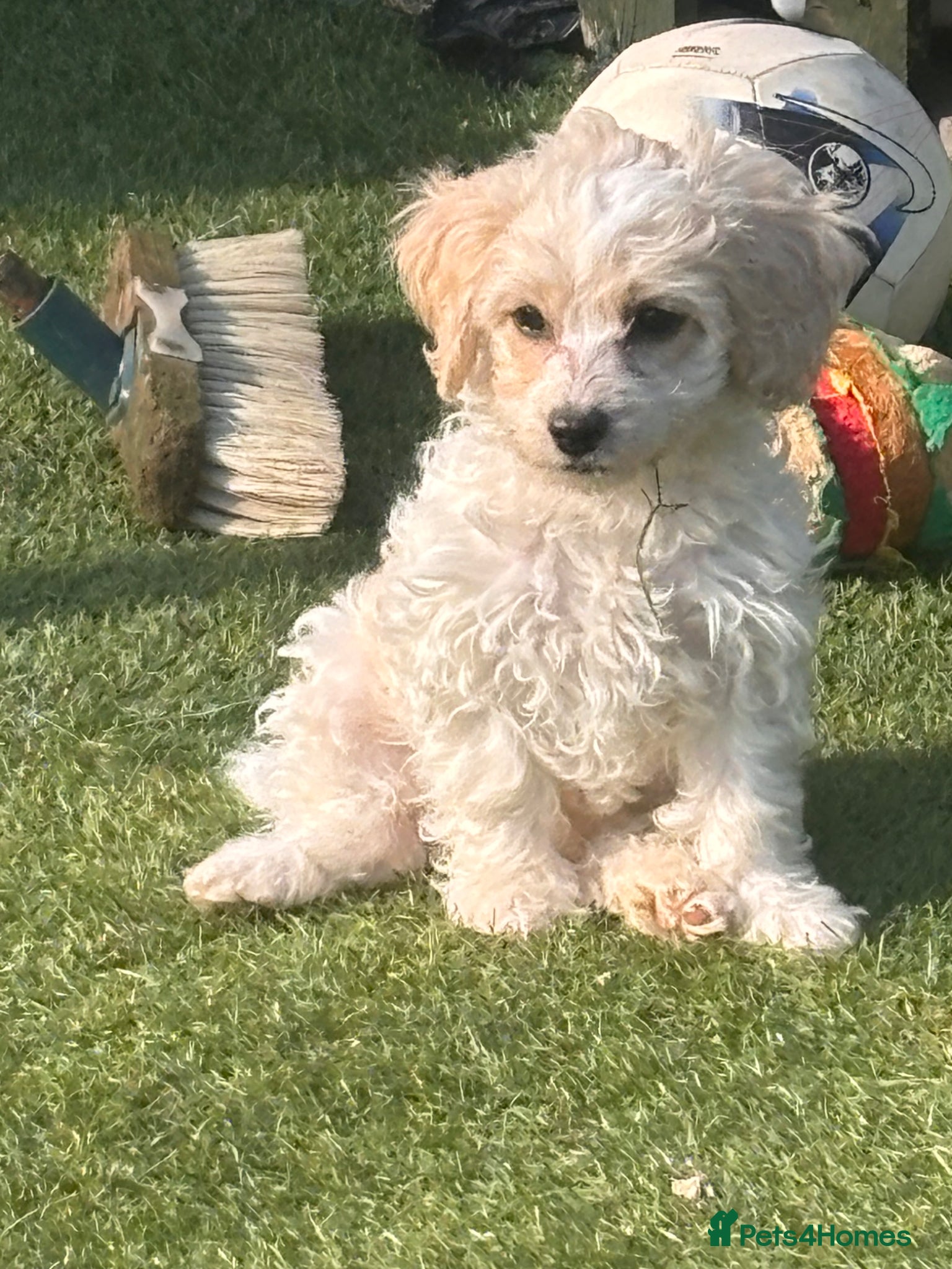 Cockapoo dogs 2 fluffy cockapoos ready for their new home  - Advert 18