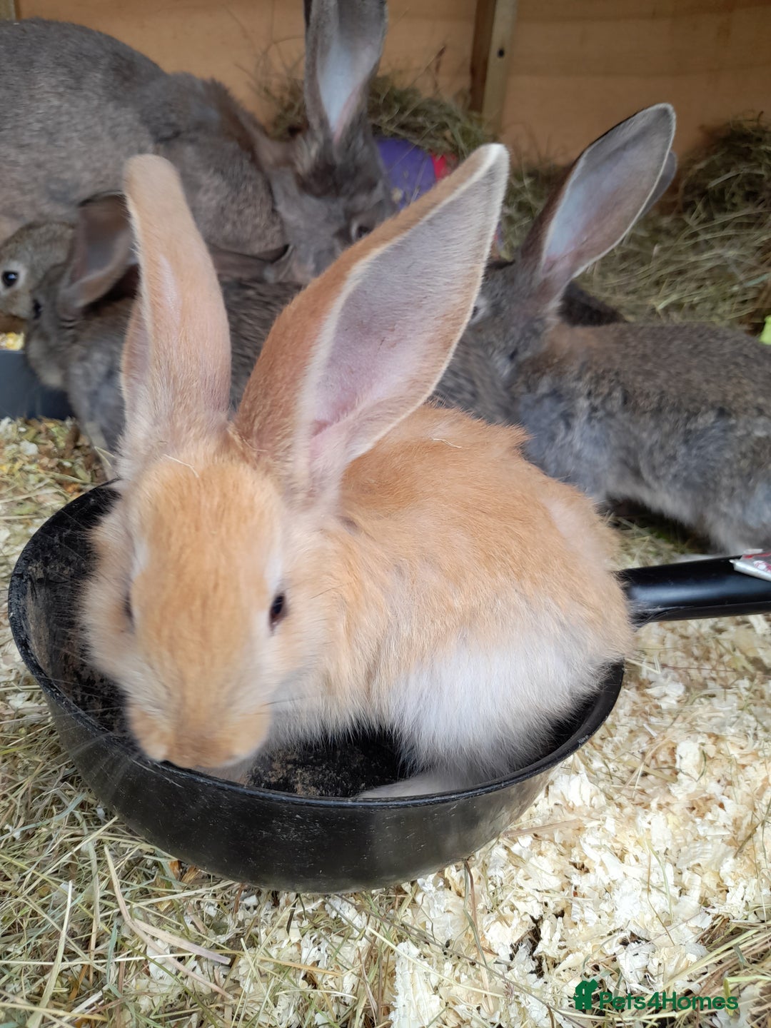 Continental Giant rabbits for sale: Beautiful Giant Continental Babies - Image 4