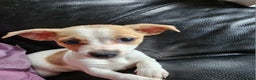 Pomchi dogs for sale: Chihuahua cross puppies  - Advert 10